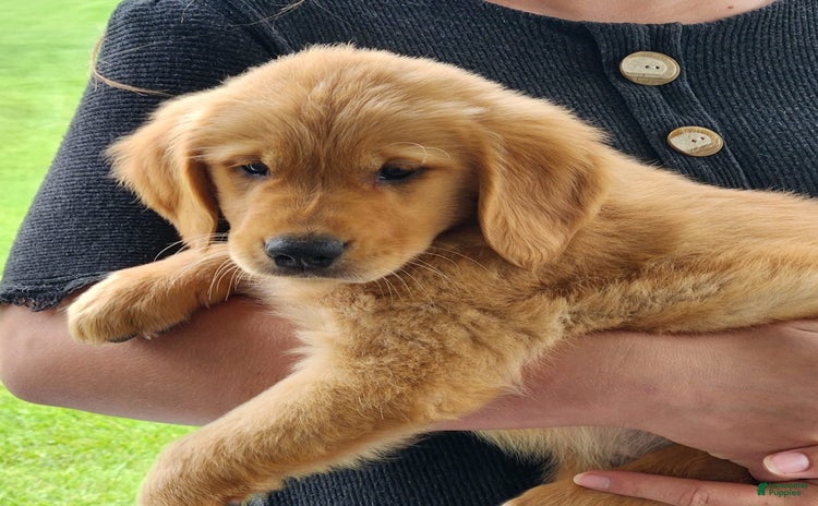Golden Retriever dogs for sale - Ad 1