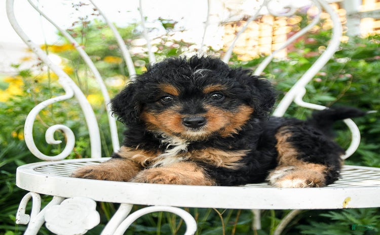 Mini Aussiedoodle dogs - Advert 5