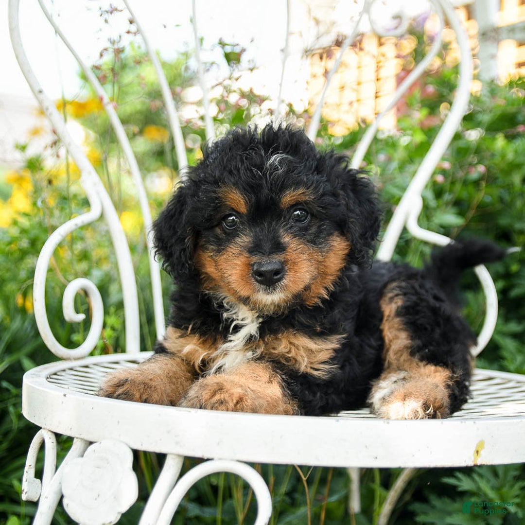 Mini Aussiedoodle dogs for sale: Molly - Image 1