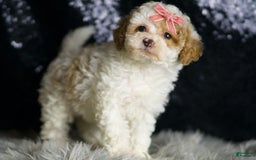 Maltipoo dogs for sale: Winona - Image 4