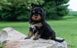 Bernedoodle dogs for sale: Paprika - Image 4