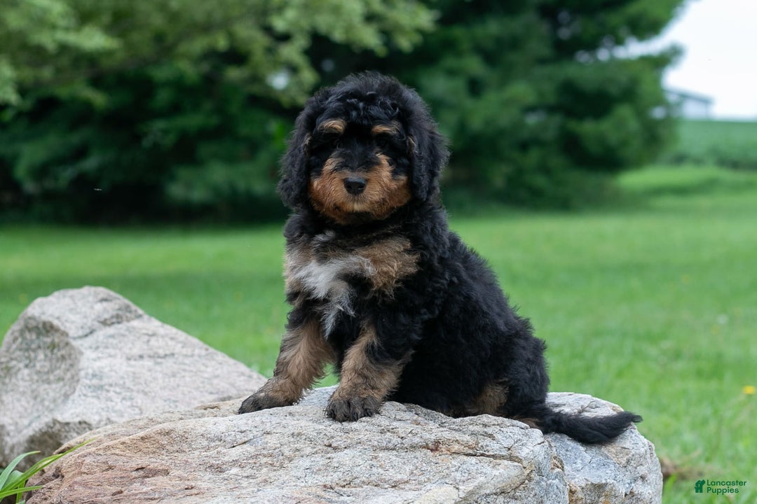 Bernedoodle dogs for sale: Paprika - Image 4