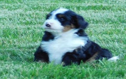 Mini Bernedoodle dogs for sale: Konnor - Image 1