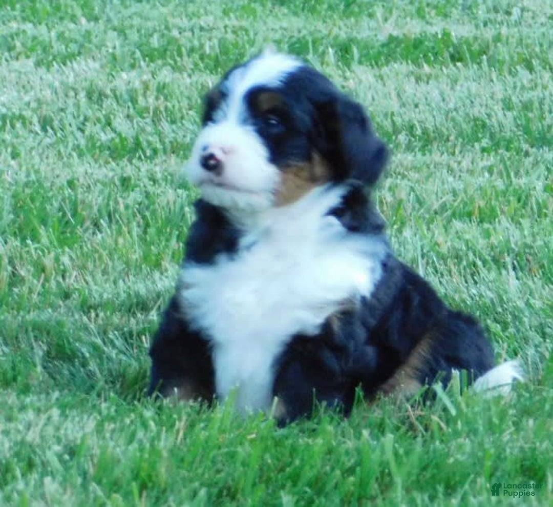 Mini Bernedoodle dogs for sale: Konnor - Image 1