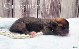 Chinese Crested dogs for sale: Cinnamon - Image 1
