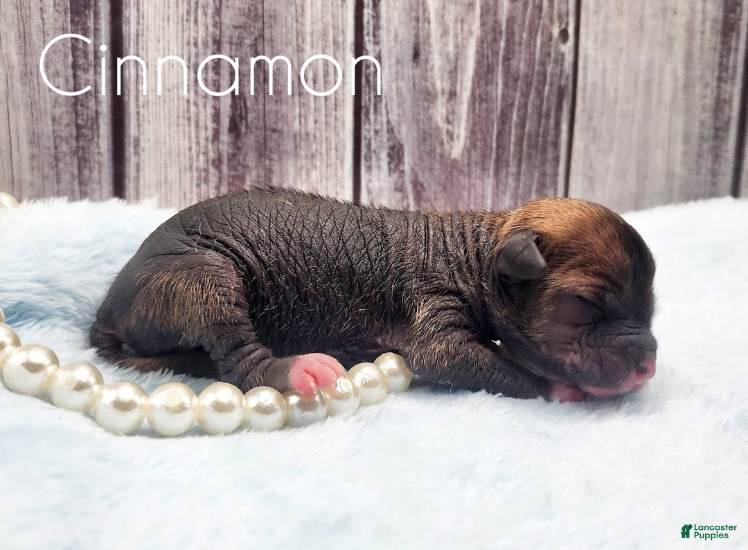 Chinese Crested dogs for sale: Cinnamon - Image 1