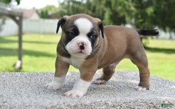 French Bulldog dogs for sale: Bentley mini bulldogge - Image 17