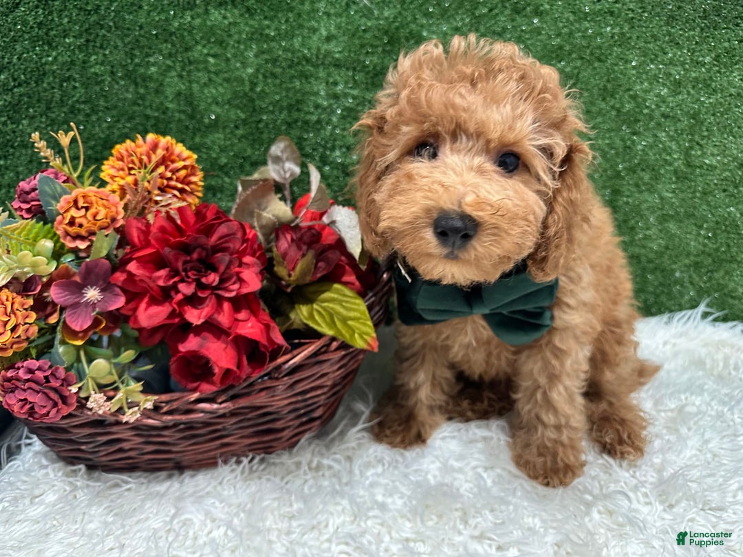 Miniature Poodle dogs for sale: Leo Corbata Verde - Image 3