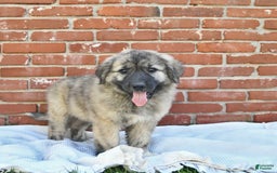 Anatolian Shepherd dogs for sale: Pearl - Image 3