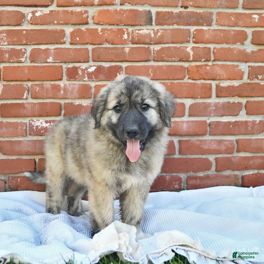 Anatolian Shepherd dogs for sale: Pearl - Image 3