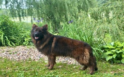 German Shepherd dogs for sale: Taz - Image 6