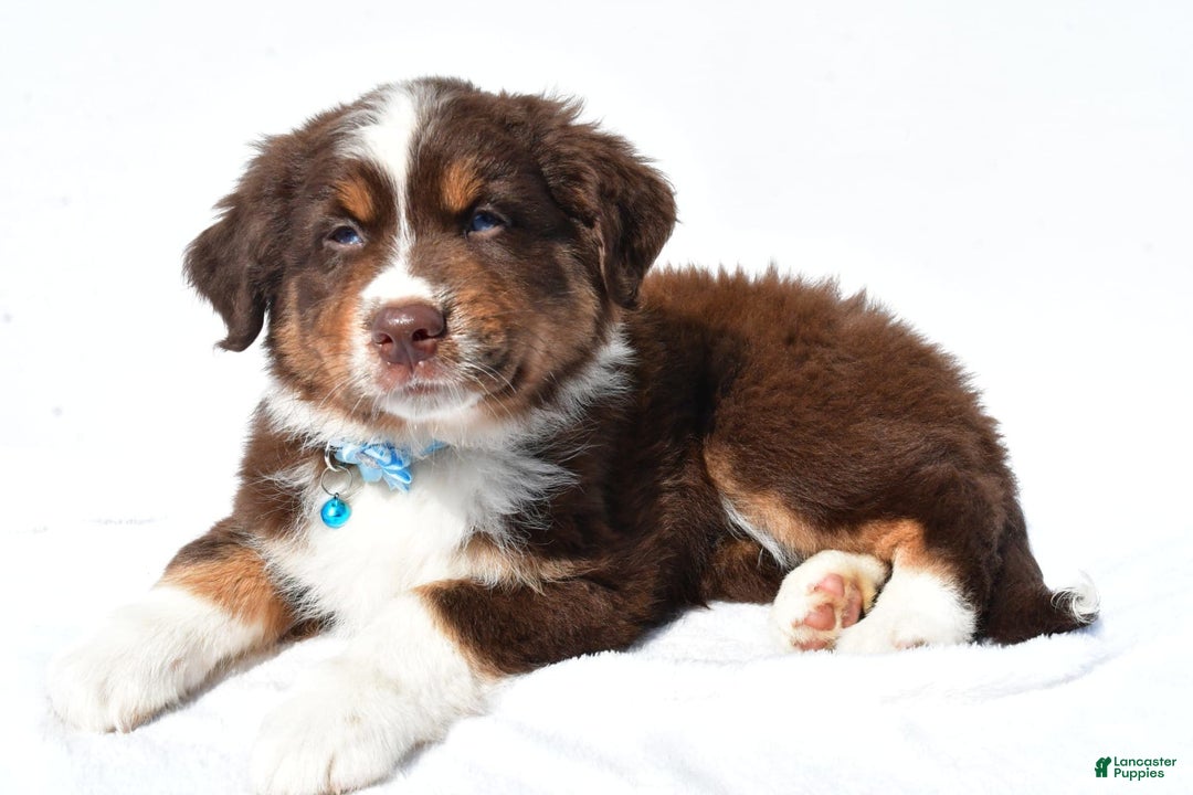 Miniature Australian Shepherd dogs for sale: Miniature Australian Shepherd 7 puppies - Image 2