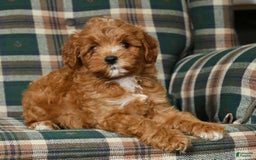 Cavapoo dogs for sale: Rocky - Image 1
