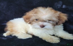 Lhasapoo dogs for sale: Pink Daisy - Image 6