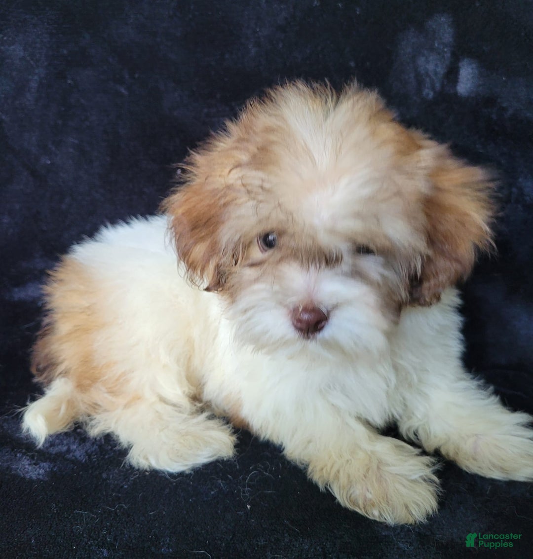 Lhasapoo dogs for sale: Pink Daisy - Image 6
