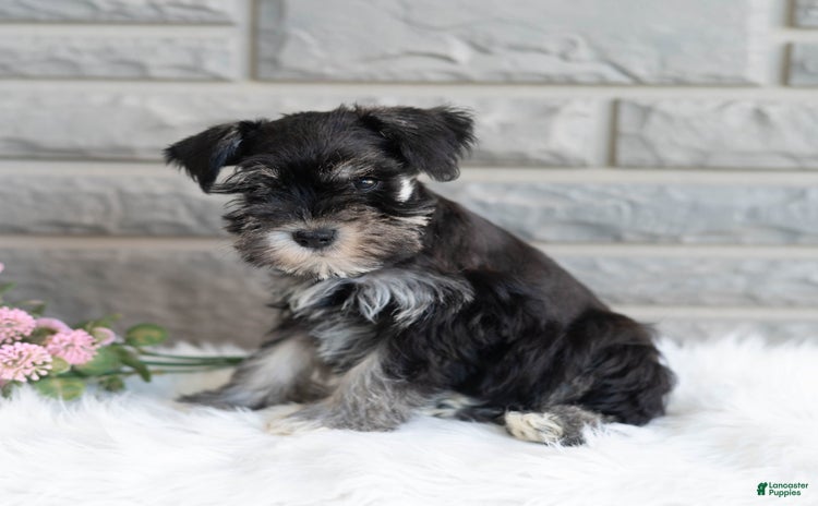 Miniature Schnauzer dogs for sale - Ad 2