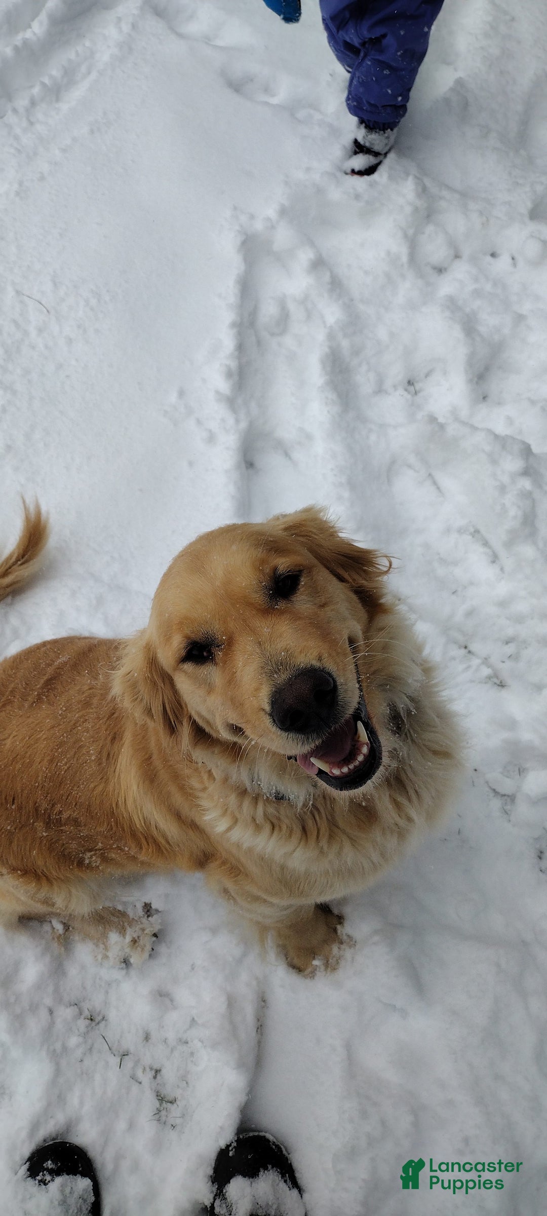 Golden Retriever dogs for sale: Patrick - Image 2