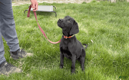 Labrador Retriever dogs for sale: Pablo - Image 1