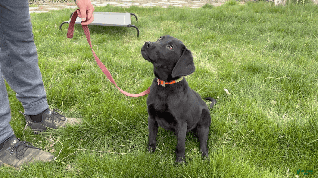 Labrador Retriever dogs for sale: Pablo - Image 1