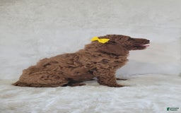  dogs for sale: Mini Goldendoodle 7 puppies - Image 3