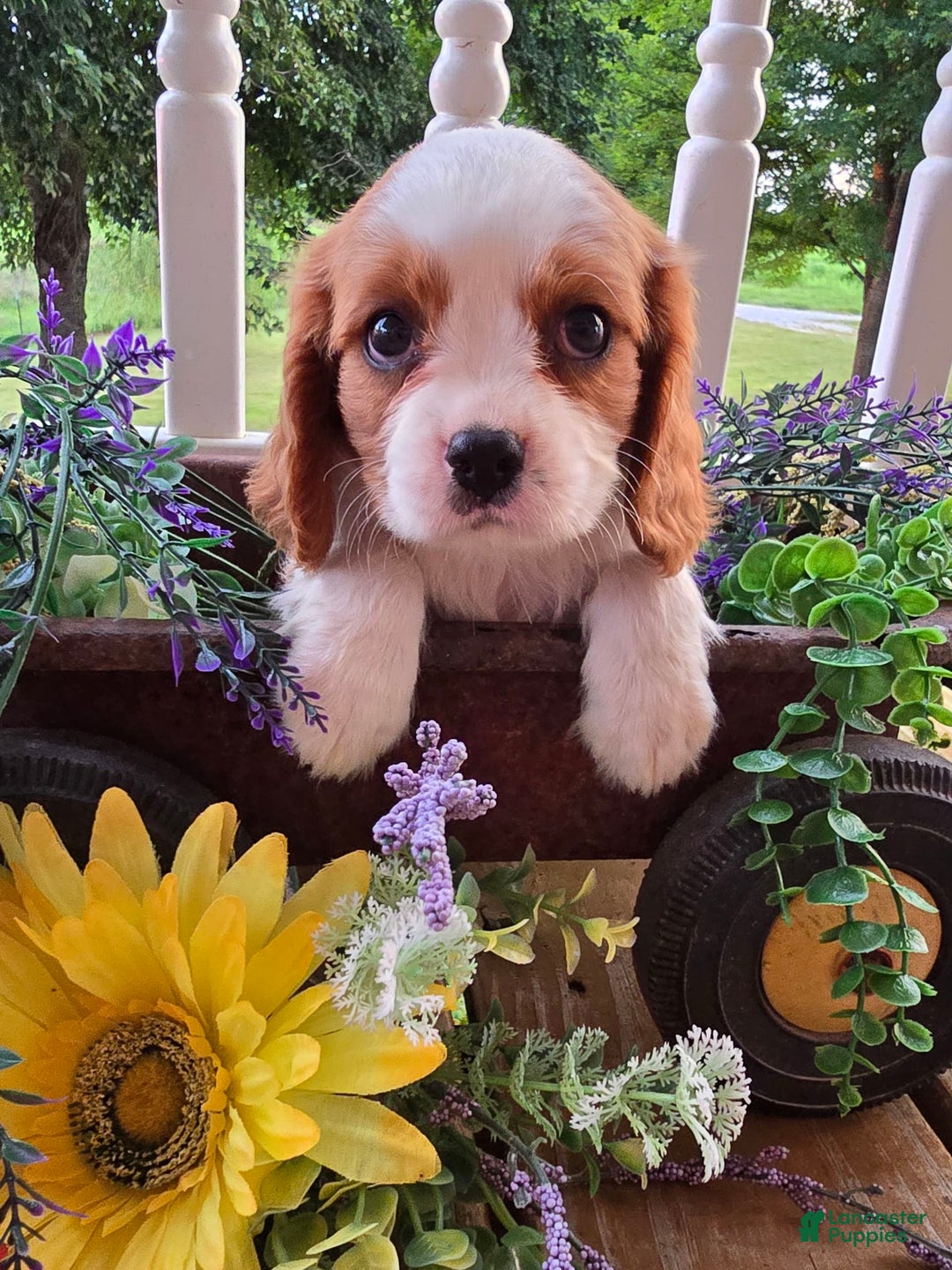 Cavalier King Charles Spaniel dogs for sale: Drake small Blenheim colored male - Image 10