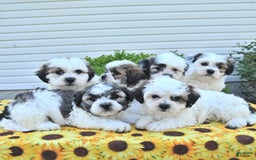 Teddy Bear dogs for sale: Kevin - Image 4