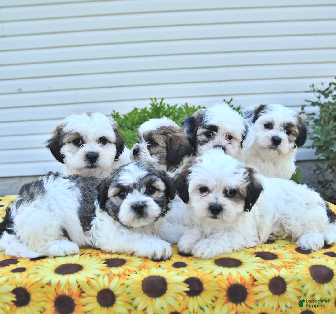 Teddy Bear dogs for sale: Kevin - Image 4