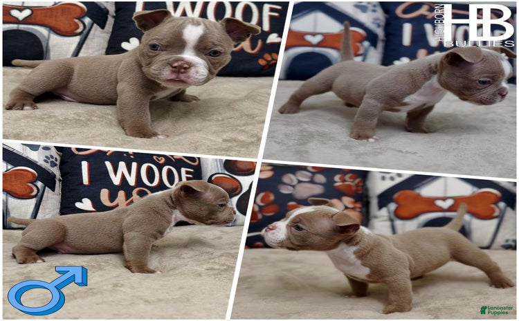 American Bully dogs for sale - Ad 3