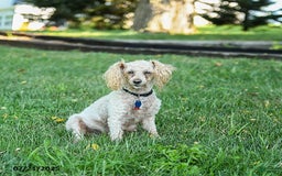 Toy Poodle dogs for sale: Lucy - Image 6