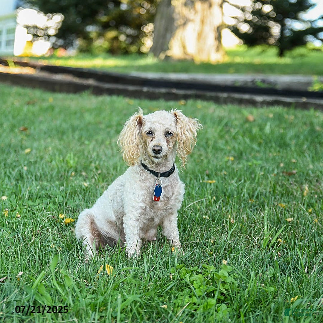 Toy Poodle dogs for sale: Lucy - Image 6