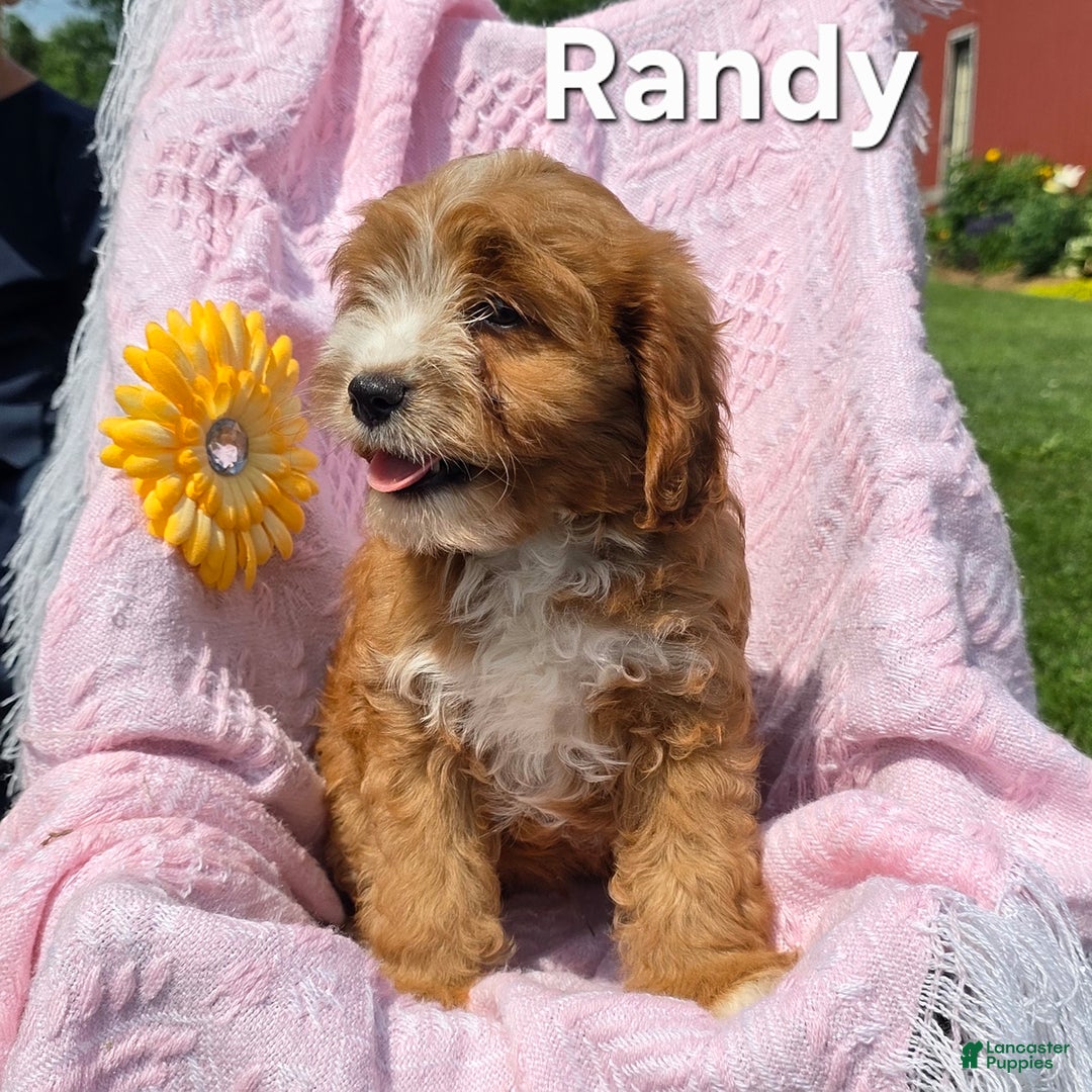 Cavapoo dogs for sale: Randy - Image 2