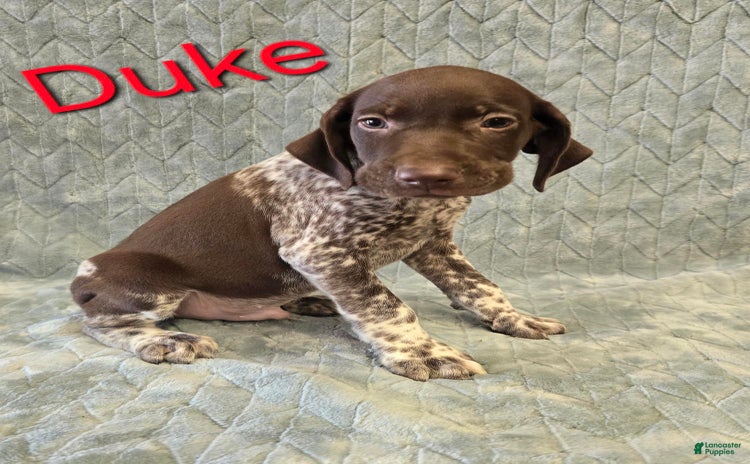 German Shorthaired Pointer dogs for sale - Ad 5
