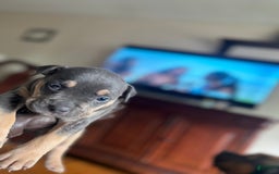 American Bully dogs for sale: Bou - Image 1