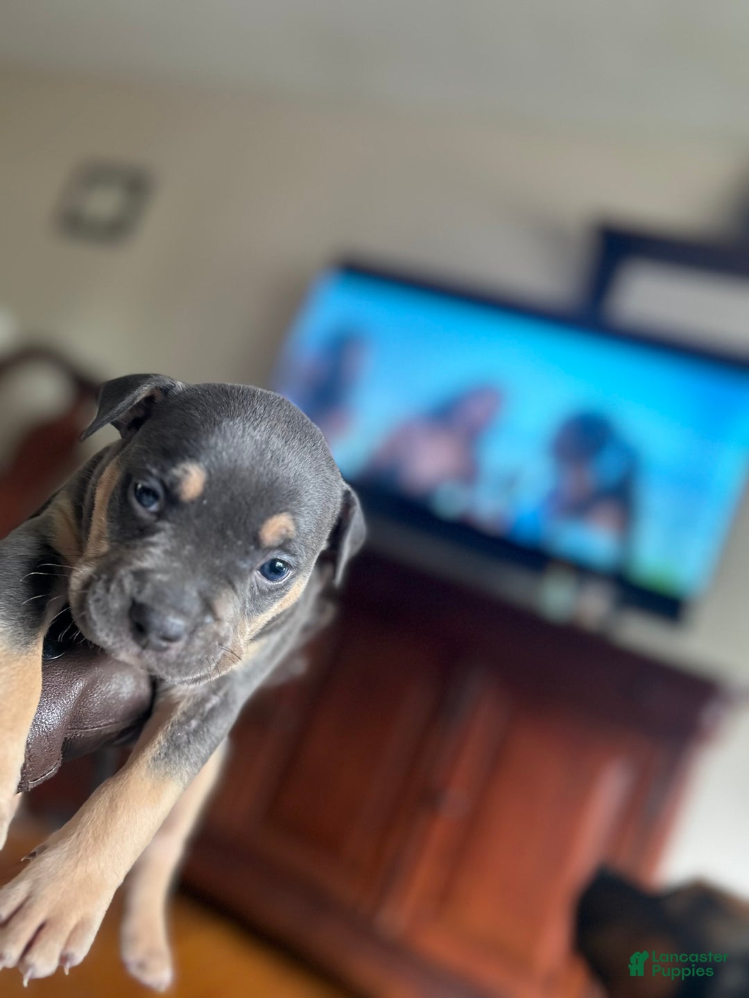 American Bully dogs for sale: Bou - Image 1
