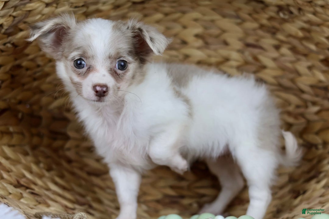 Chihuahua dogs for sale: Cyrus - Image 9