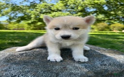 categoriesInfo:categoryAttributeOptions.pets.dogs.breed.akita dogs for sale: Champ - Image 40