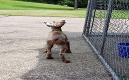Doberman Pinscher dogs for sale: Smurf - Image 8