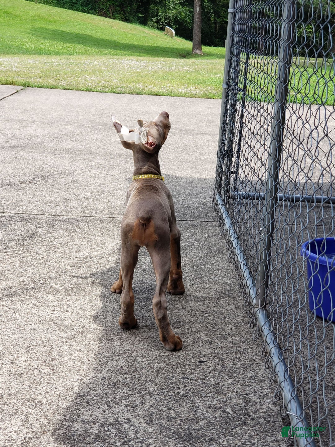 Doberman Pinscher dogs for sale: Smurf - Image 8
