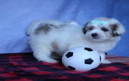 Shihpoo dogs for sale: Hank - Image 8