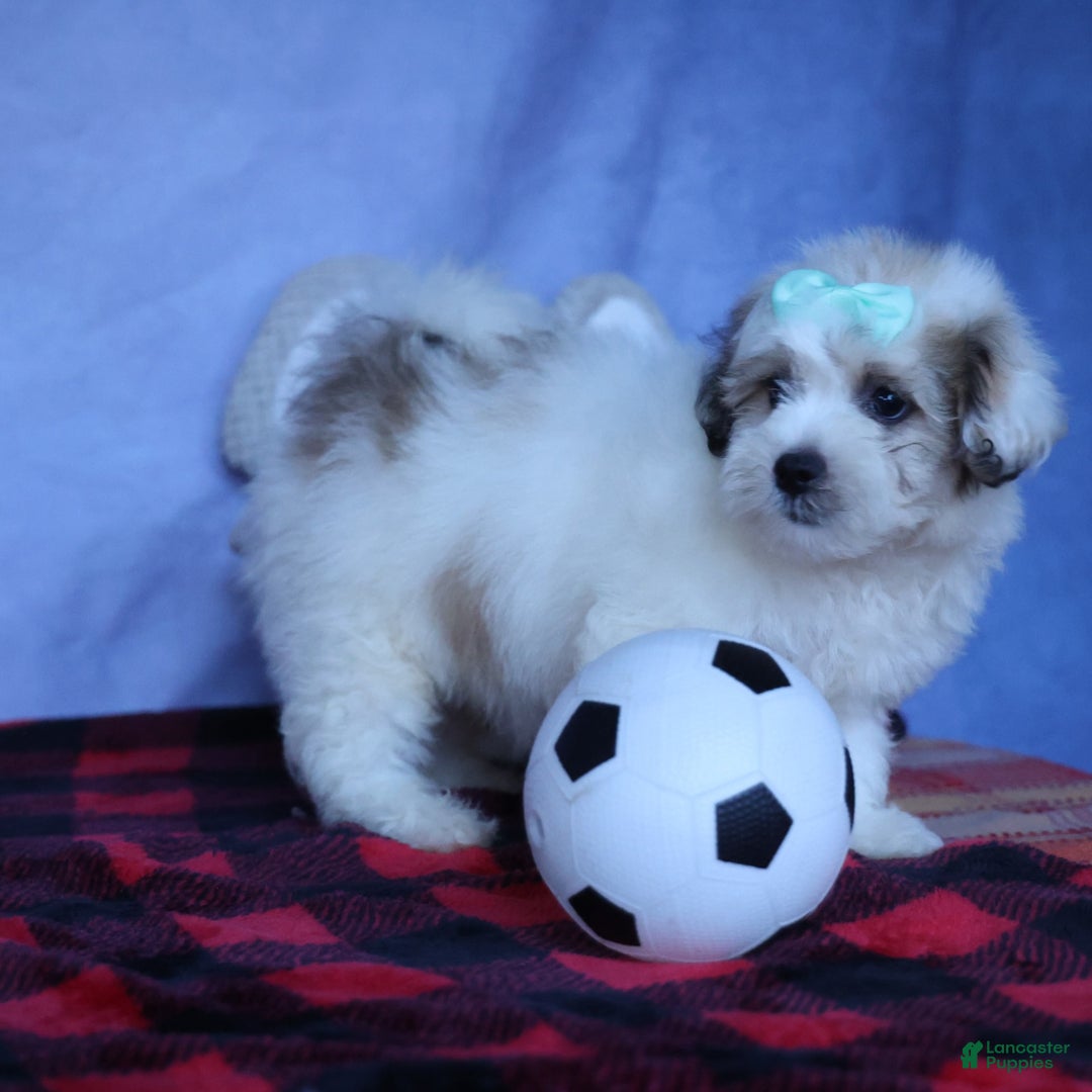 Shihpoo dogs for sale: Hank - Image 8