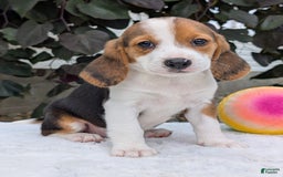 Beagle dogs for sale: Rosie - Image 4