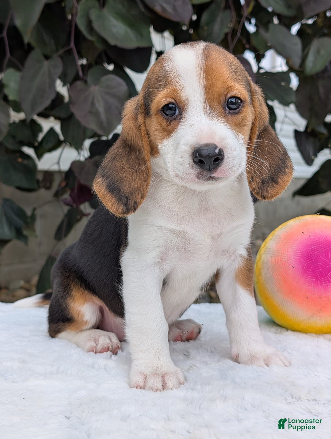 Beagle dogs for sale: Rosie - Image 4