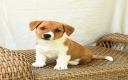 Jack Russell Terrier dogs for sale: Rose - Image 2