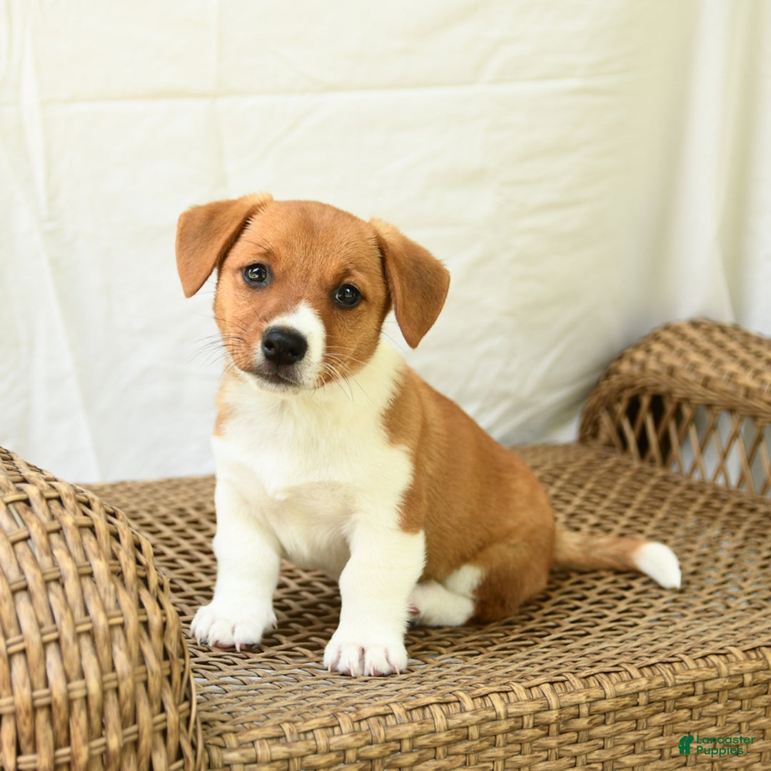 Jack Russell Terrier dogs for sale: Rose - Image 2