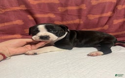 American Bully dogs for sale: Lisbon - Image 5