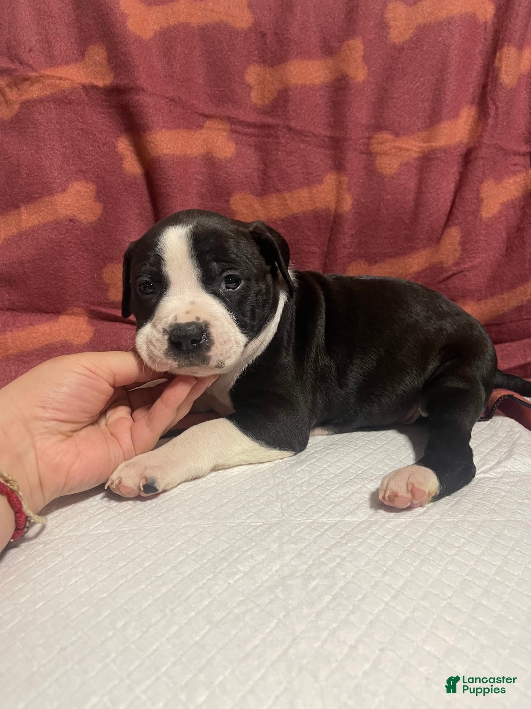 American Bully dogs for sale: Lisbon - Image 5
