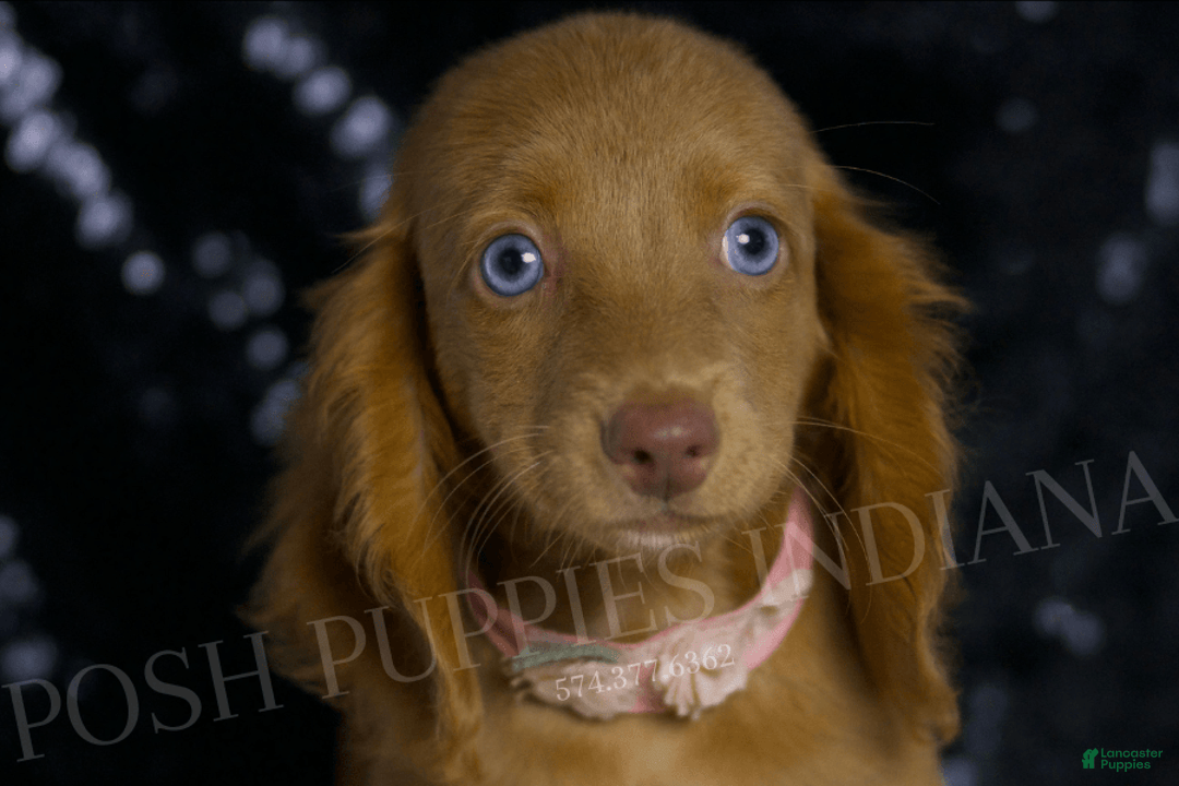 Miniature Dachshund dogs for sale: Mitzy - Image 1