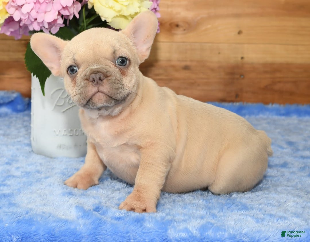 French Bulldog dogs for sale: Beauty - Image 9