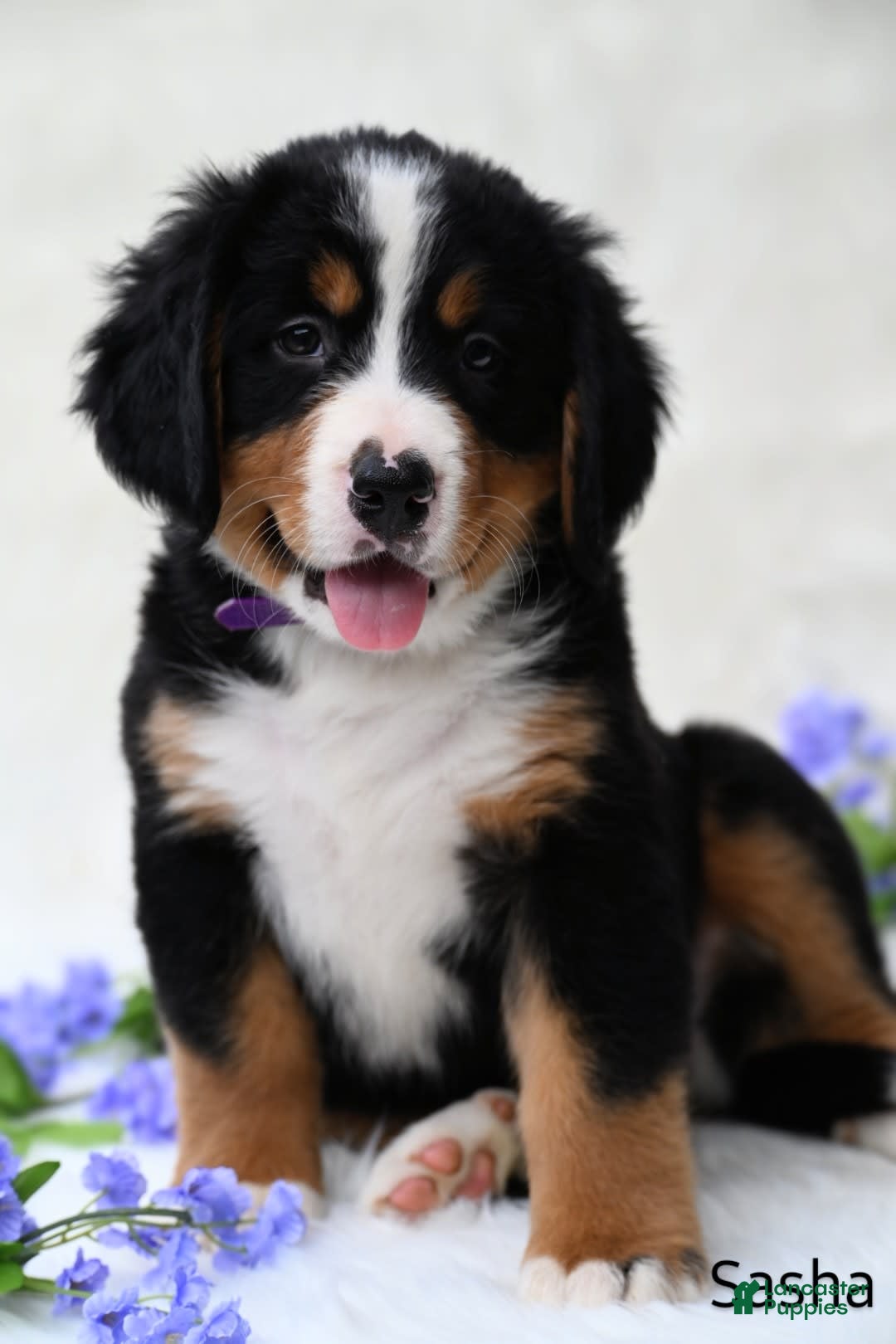 Bernese Mountain Dog dogs for sale: Sasha - Image 2