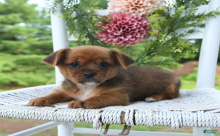 Shorkie dogs - Advert 1